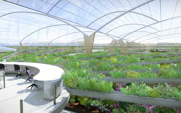Greenhouse evolution, the Netherlands
