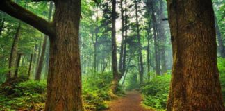 5 Of The Most Breathtaking Forests That Are Straight Out Of Fairy Tales