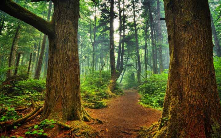 5 Of The Most Breathtaking Forests That Are Straight Out Of Fairy Tales