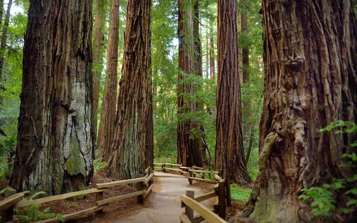 Muir Woods National Monument, United States