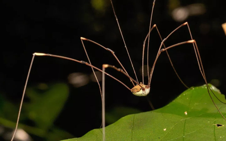 A certain long-legged insect