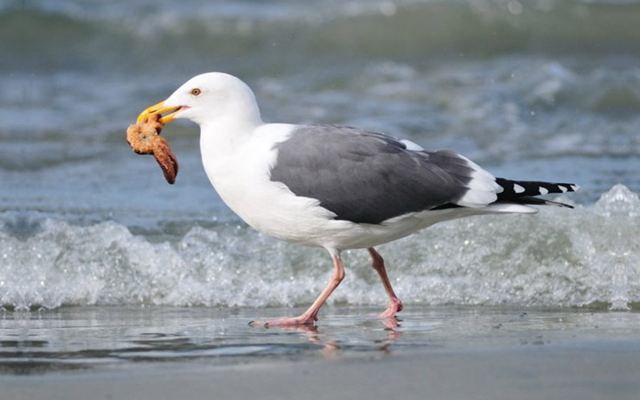 Feed the seagulls