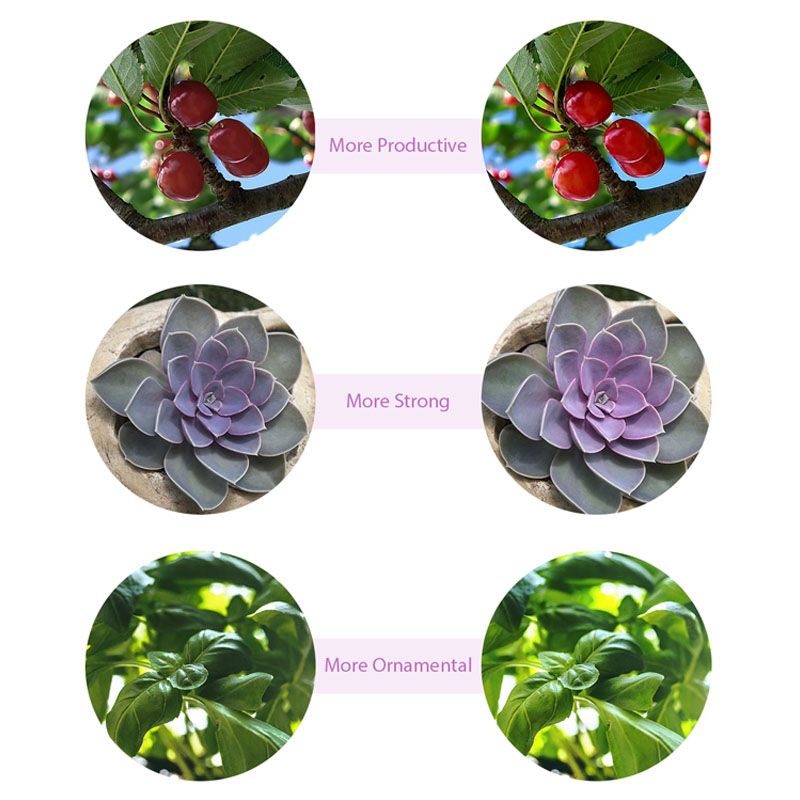 Plant LED Grow Light_0008_Layer 12.jpg